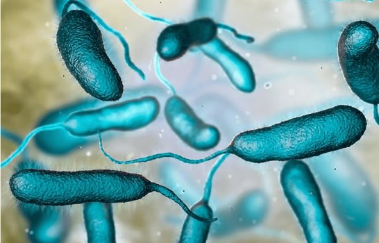 Suben a 12 las muertes por la bacteria come carne en Luisiana y Florida, sur de EE. UU.