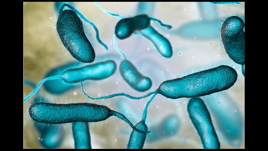 Aumentan los casos de bacteria come carne en las costas de EE. UU.: qué es y cómo prevenirla