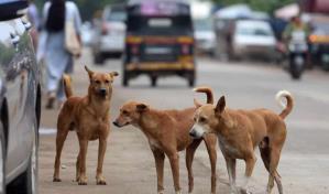 La guerra de los perros en la India: un enfrentamiento entre la rabia y la compasión