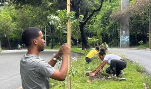 Noventa minutos plantando árboles reduce la ansiedad y el estrés, según estudio
