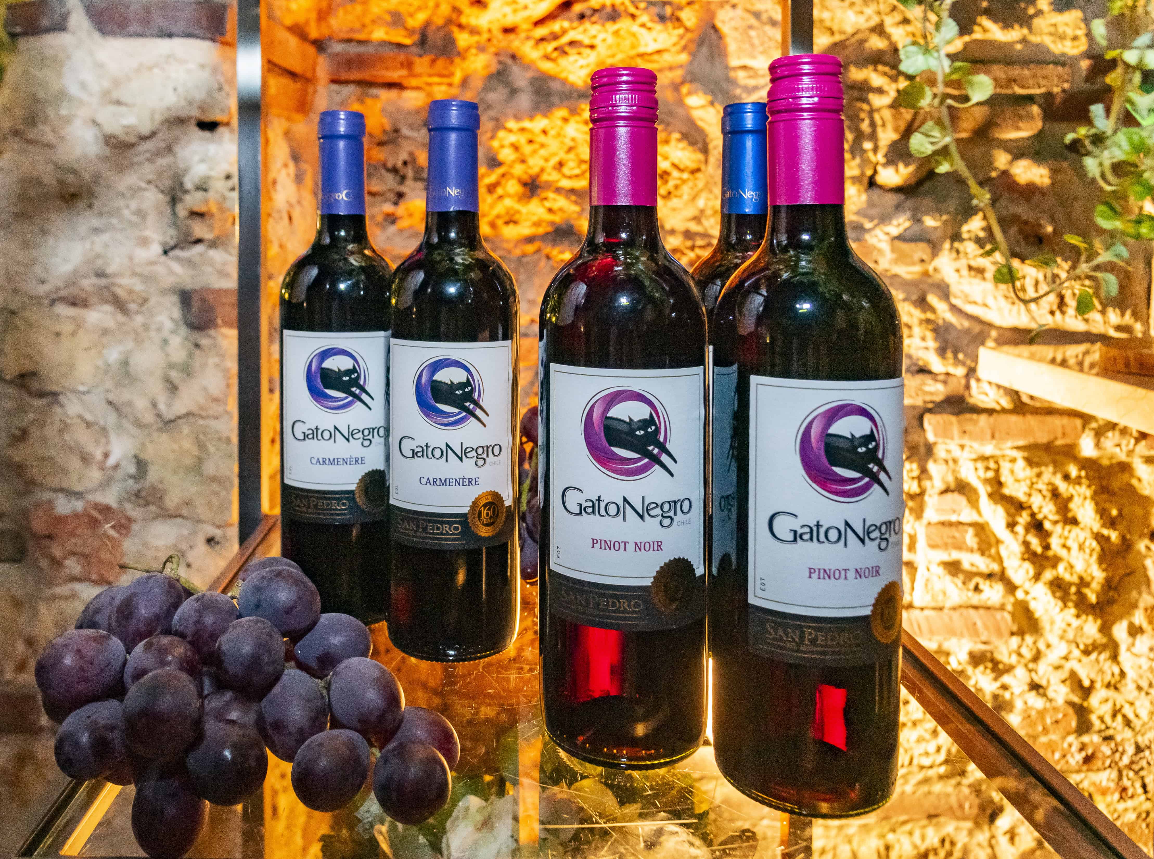 Variedad de vinos tintos de Gato Negro.