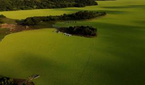 Planta acu&aacute;tica cubre un lago de El Salvador y ahuyenta a turistas