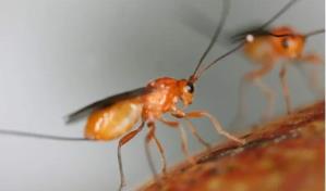 Logran transferir un comportamiento entre especies mediante manipulación genética