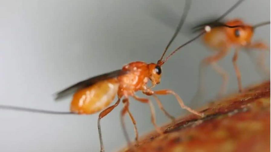 Logran transferir un comportamiento entre especies mediante manipulación genética