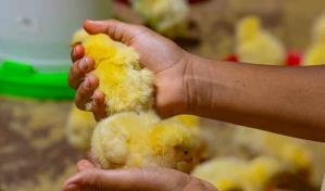 Cómo participar en los "Sábados Familiar" de Sanut: A la granja sin salir de la ciudad