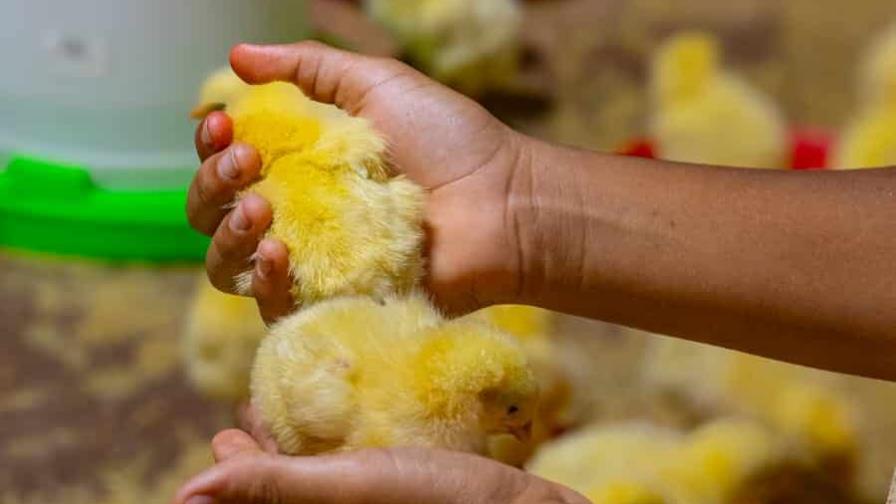 Cómo participar en los "Sábados Familiar" de Sanut: A la granja sin salir de la ciudad Cómo participar en los "Sábados Familiar" de Sanut: A la granja sin salir de la ciudad