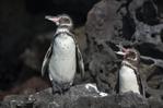 Más de medio siglo de monitoreo revela sorprendente resiliencia de pingüino de Galápagos