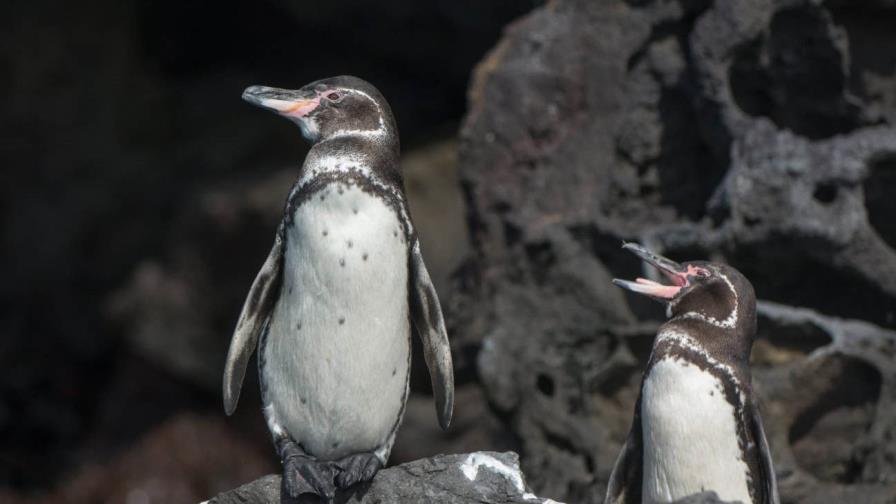 Más de medio siglo de monitoreo revela sorprendente resiliencia de pingüino de Galápagos