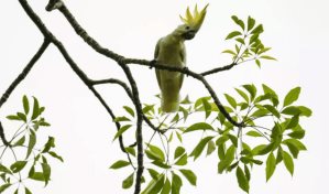 Nidos artificiales en Hong Kong para salvar a sus amenazas cacatúas