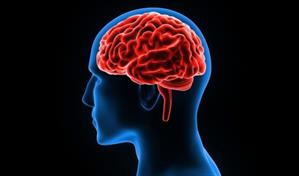 El cerebro pasa por 5 fases en la vida, que cambian a los 9, 32, 66 y 83 años