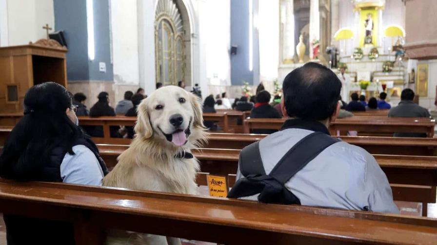 Una iglesia de Verona prohíbe el acceso de perros por beber del agua bendita