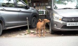 El Supremo indio da un paso atrás y no encerrará a los perros callejeros de Nueva Delhi