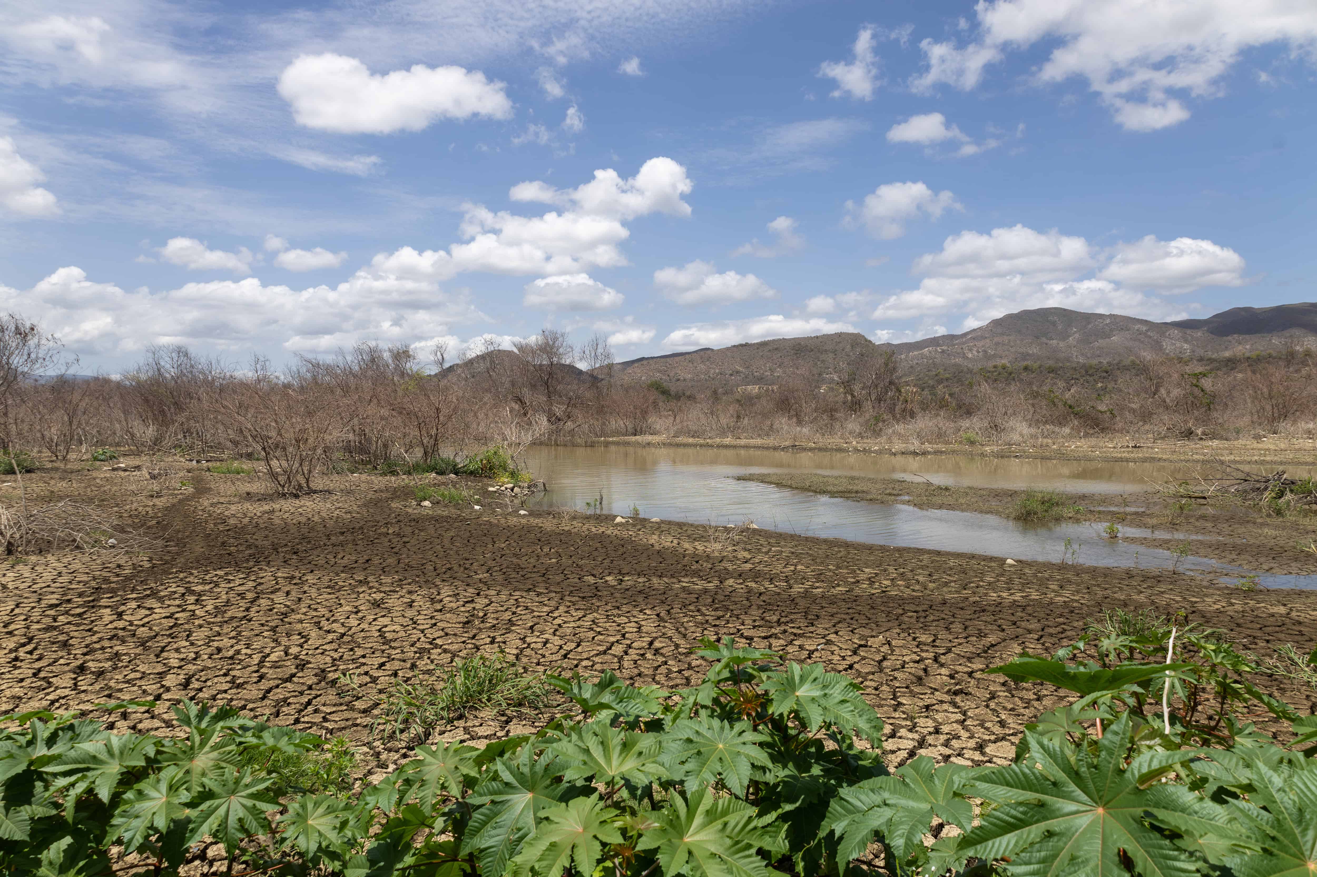 Vista de parte de las aguas que han bajado, frente a plantas de higuereta que siguen verdes.