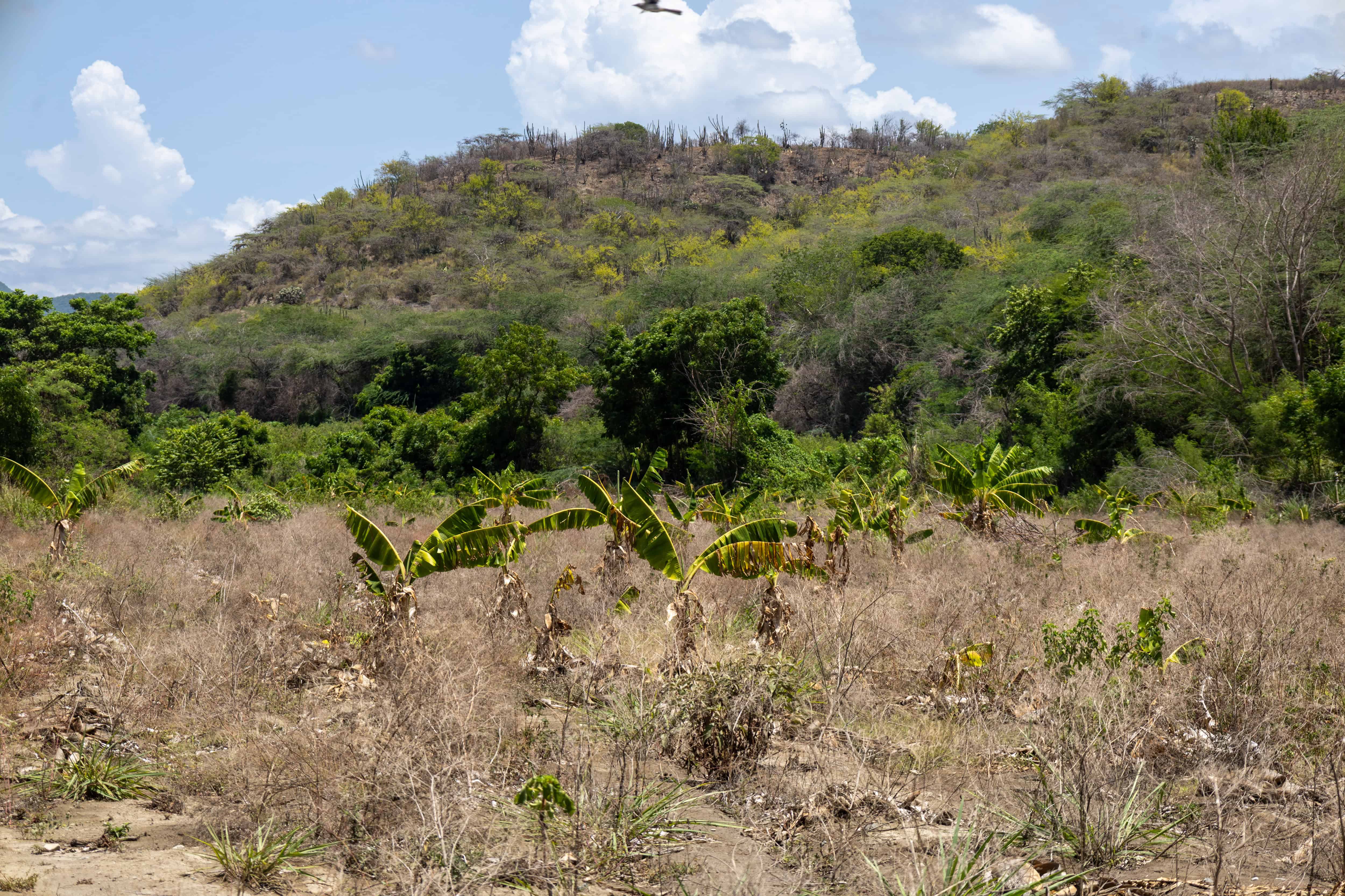 Toda el área seca donde estuvieron los plátanos estuvo lleno de agua para entonces.