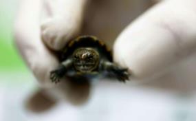 Nace en México ejemplar de pequeña tortuga en peligro de extinción