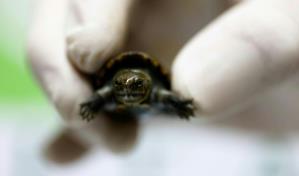 Nace en México ejemplar de pequeña tortuga en peligro de extinción