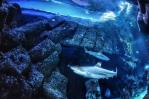 El calentamiento global puede dejar a los tiburones sin dientes