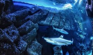 El calentamiento global puede dejar a los tiburones sin dientes