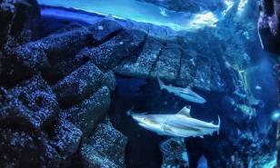 El calentamiento global puede dejar a los tiburones sin dientes