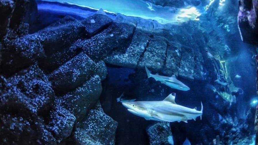 El calentamiento global puede dejar a los tiburones sin dientes El calentamiento global puede dejar a los tiburones sin dientes