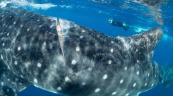 El 80 % de tiburones heridos en zona turística de Indonesia lo son por causa humana