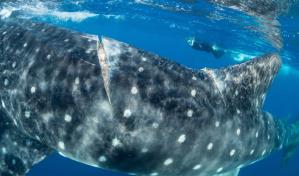 El 80 % de tiburones heridos en zona turística de Indonesia lo son por causa humana