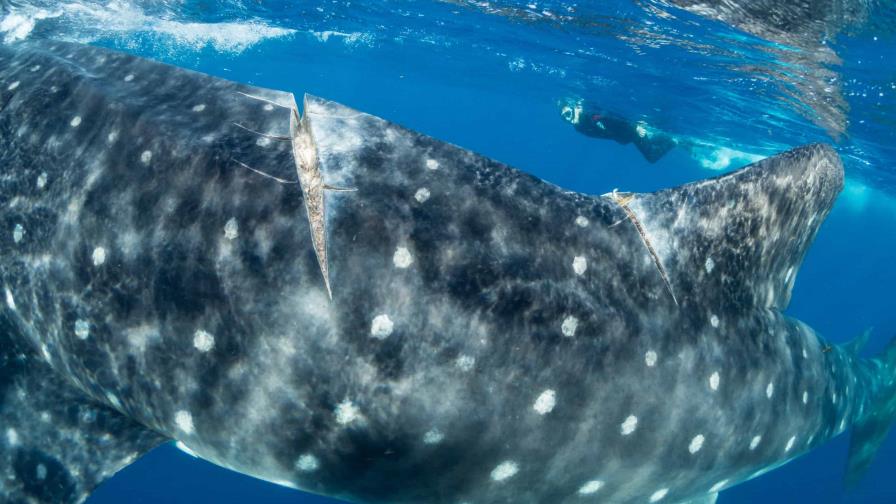 El 80 % de tiburones heridos en zona turística de Indonesia lo son por causa humana El 80 % de tiburones heridos en zona turística de Indonesia lo son por causa humana