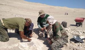 Descubren en Perú el esqueleto de nueva especie de ave que vivió hace 20 millones de años