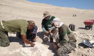 Descubren en Perú el esqueleto de nueva especie de ave que vivió hace 20 millones de años