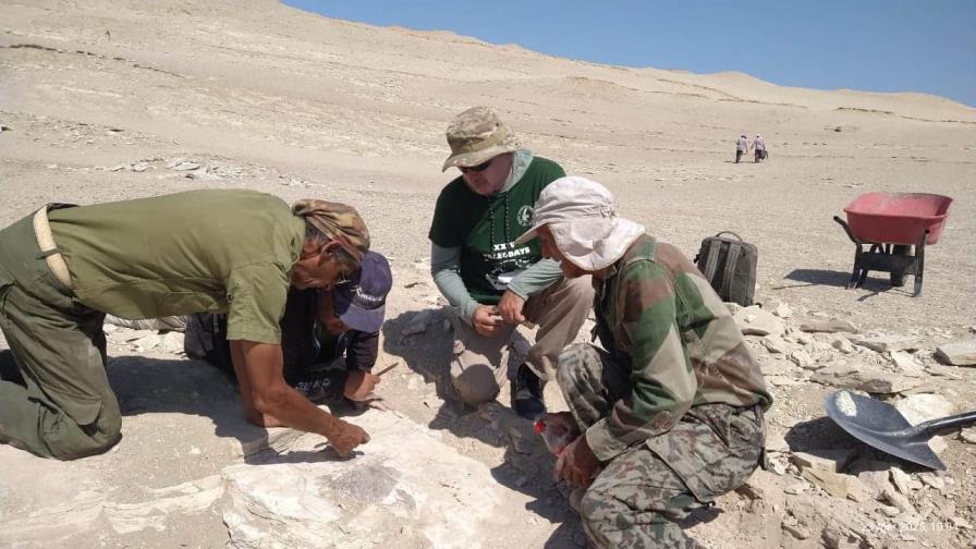 Descubren en Perú el esqueleto de nueva especie de ave que vivió hace 20 millones de años Descubren en Perú el esqueleto de nueva especie de ave que vivió hace 20 millones de años