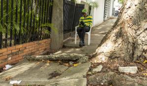 Raíces de árbol dañan acera en La Julia y ponen en riesgo a peatones