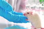 Nueva vía científica: ratones con alzhéimer ven alterado su sistema inmunitario intestinal