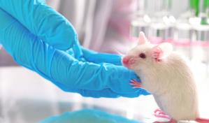 Nueva vía científica: ratones con alzhéimer ven alterado su sistema inmunitario intestinal