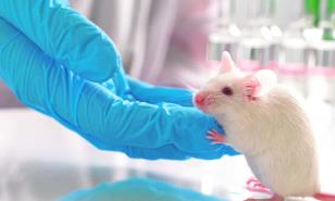 Nueva vía científica: ratones con alzhéimer ven alterado su sistema inmunitario intestinal