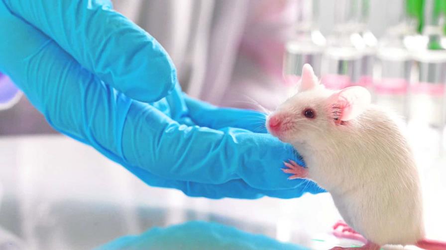 Nueva vía científica: ratones con alzhéimer ven alterado su sistema inmunitario intestinal