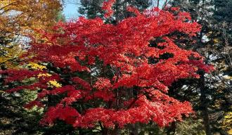 En Japón, buscando un otoño esquivo