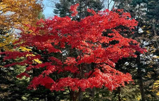 En Japón, buscando un otoño esquivo