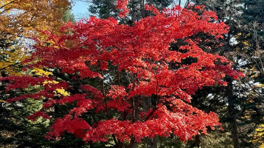 En Japón, buscando un otoño esquivo