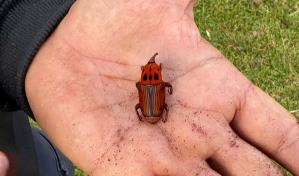 El picudo rojo arrasa palmeras en Uruguay y alarma a Brasil y Argentina