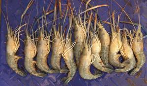 Langostinos: precursores de la acuicultura que persisten, pese a retos