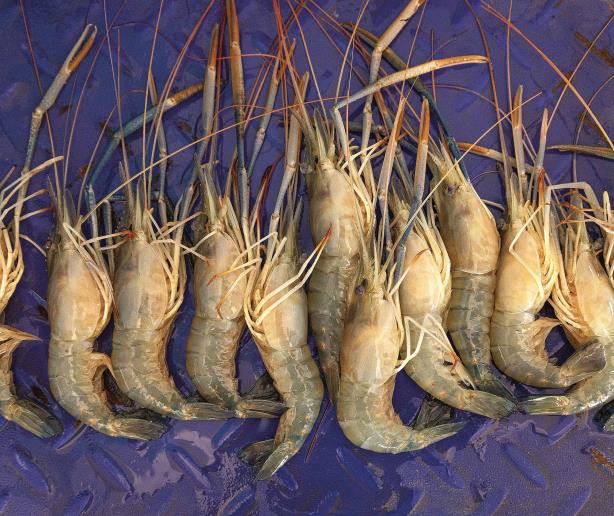 Langostinos: precursores de la acuicultura que persisten, pese a retos Langostinos: precursores de la acuicultura que persisten, pese a retos