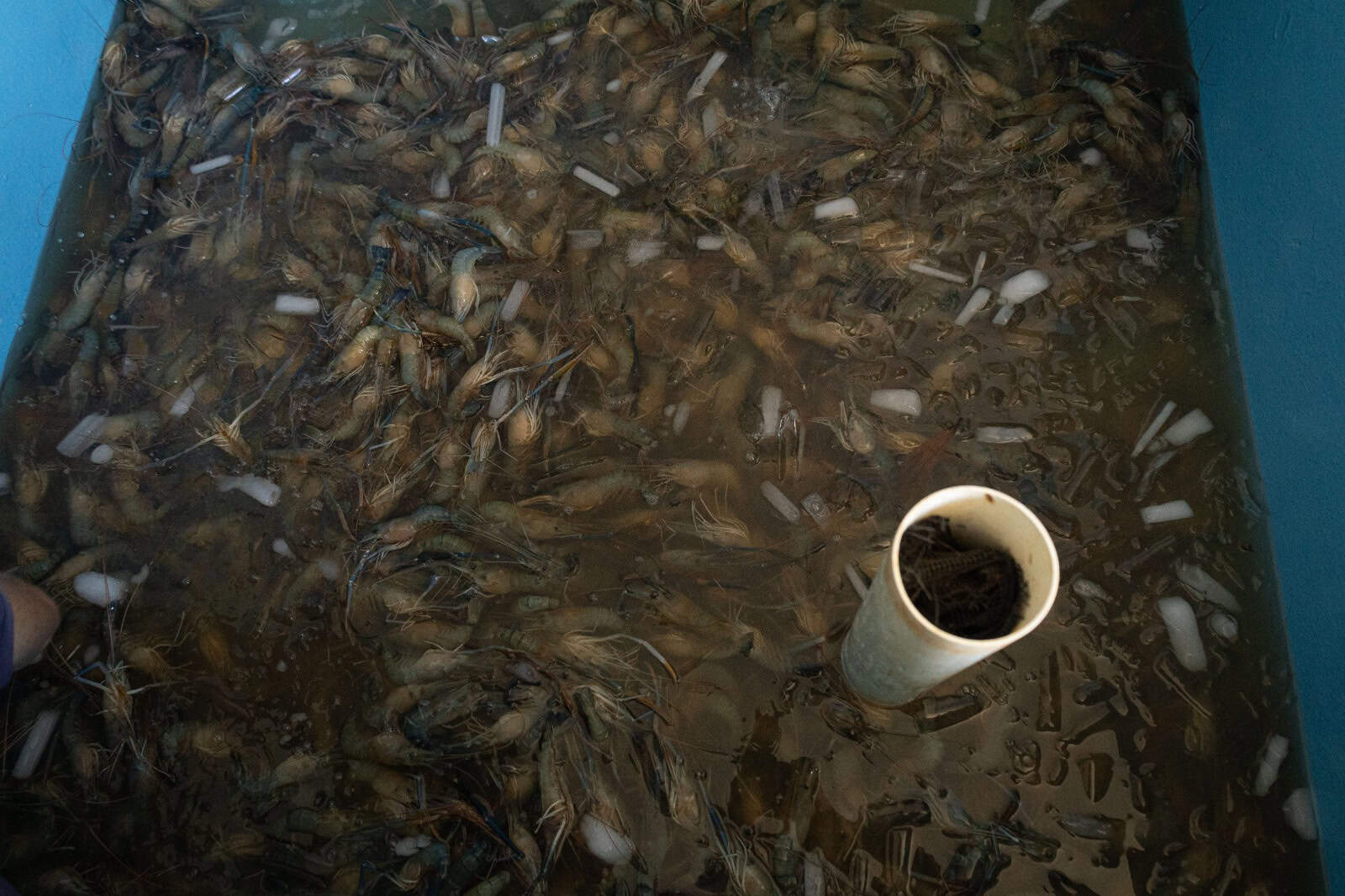 Pileta que muestra la pesca fresca de langostinos de ese día, en hielo, y que son empacados luego para su distribución a restaurantes y hoteles.