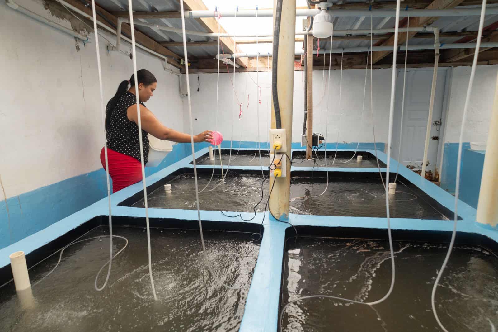 Una empleada en Productos Acuícolas de Copeyito alimenta a las larvas de langostinos en el laboratorio, equipado con 16 piletas para su producción, bajo agua salobre y a una temperatura de 32 grados.
