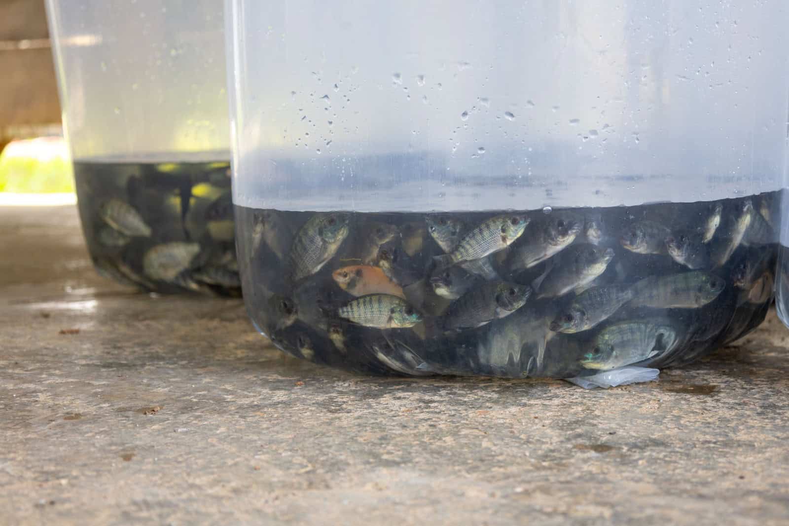 Alevines de tilapia en Gambas del Caribe.