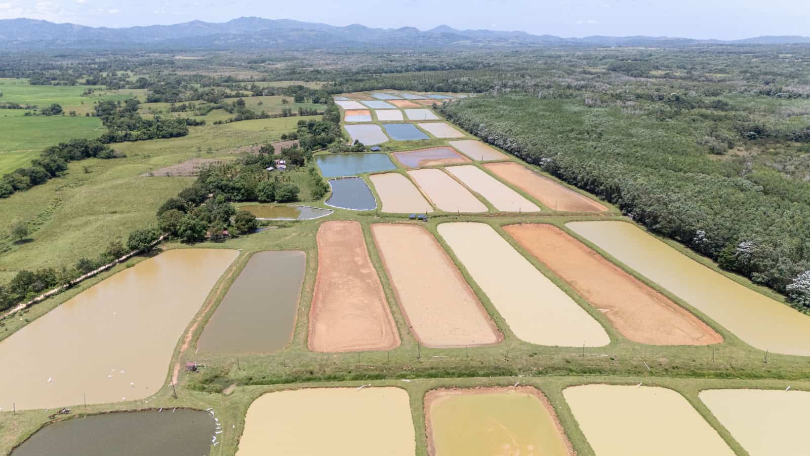 Corinne Misson comenzó con cuatro hectáreas de agua, en la actualidad cuenta con 27 hectáreas sembradas de camarones y tilapias.