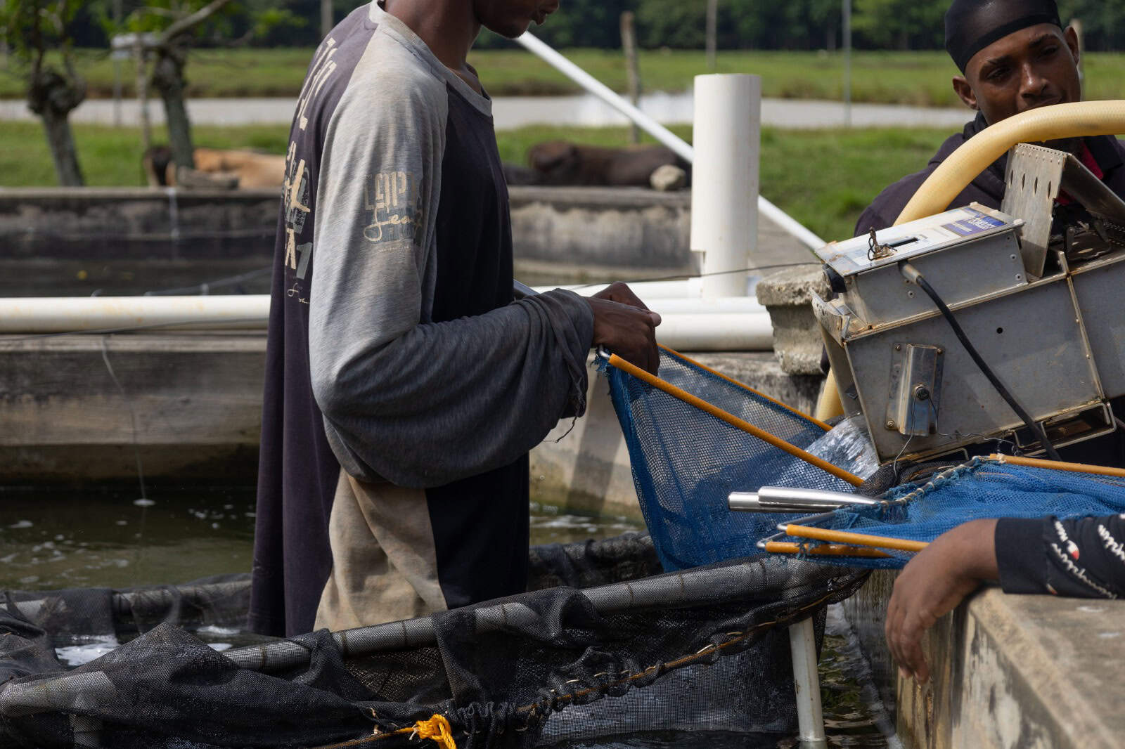 Un hombre captura alevines de tilapia en Gambas del Caribe.