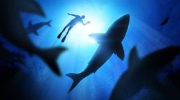 Un niño de 8 años hospitalizado tras ser atacado por un tiburón en Florida