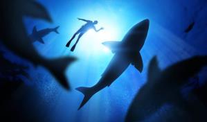 Un niño de 8 años hospitalizado tras ser atacado por un tiburón en Florida