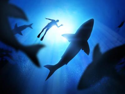 Niño de 8 años hospitalizado tras ataque de tiburón en Florida