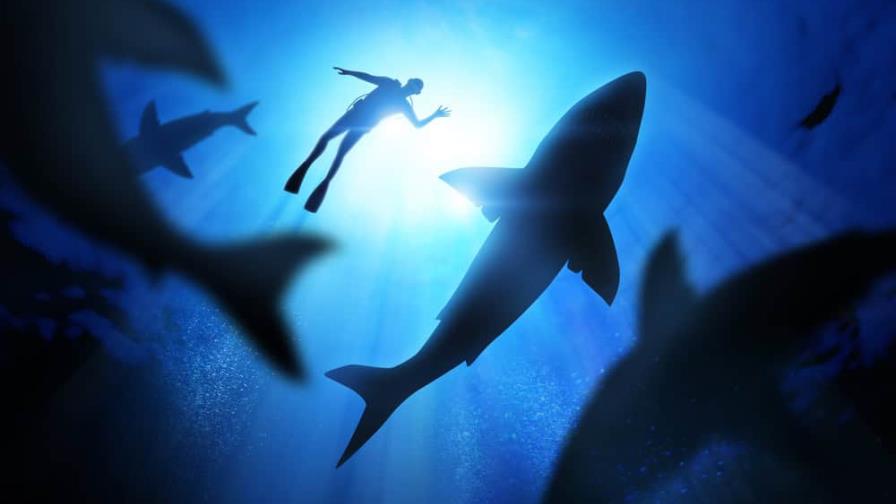 Un niño de 8 años hospitalizado tras ser atacado por un tiburón en Florida Un niño de 8 años hospitalizado tras ser atacado por un tiburón en Florida